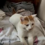 Photo de chat perdu à Le Mans