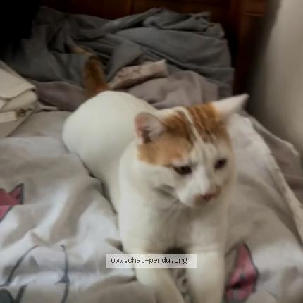 Photo 1/1 Chat retrouvé Perdu à Le mans