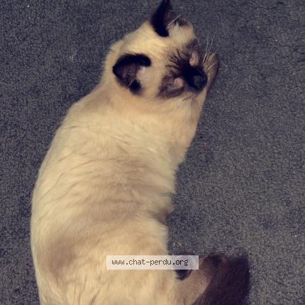 Photo de chat perdu à Cholet