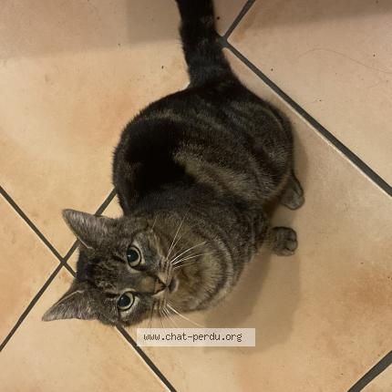 Photo de chat perdu à Boutenac