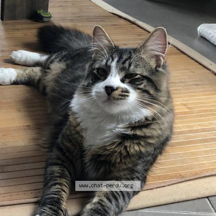 Photo de chat perdu à Bouguenais