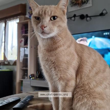 Photo 1/1 Chat retrouvé Perdu à Sainte Helene