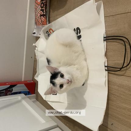 Photo 1/1 Chat retrouvé Perdu à Corbeil Essonnes