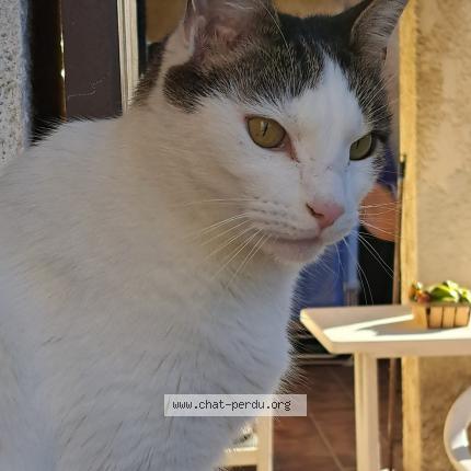 Photo 1/1 Chat retrouvé Perdu à Pernes Les Fontaines