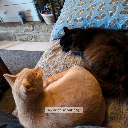 Photo de chat perdu à Crach