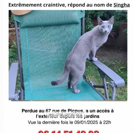 Photo de chat perdu à Paris