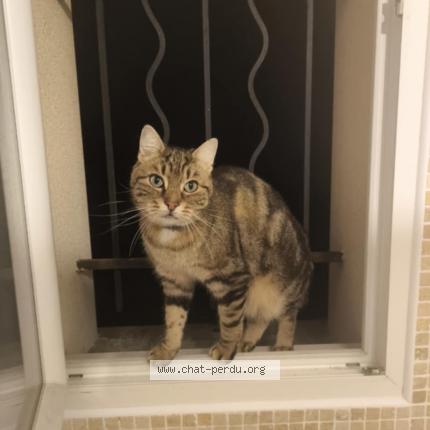 Photo de chat perdu à Sevres Anxaumont