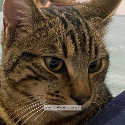Photo de chat perdu à Larmor Plage