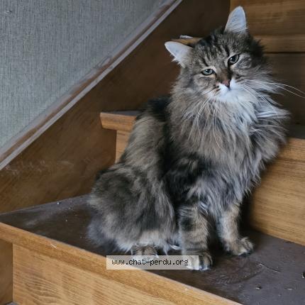 Photo de chat perdu à Otterswiller