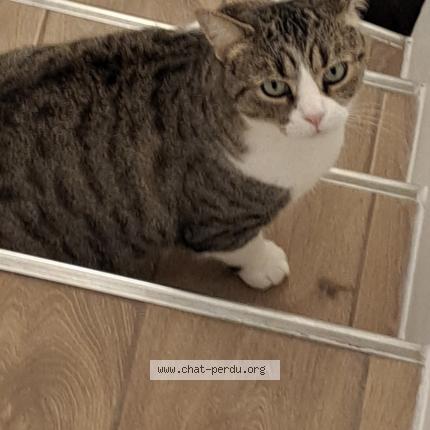 Photo de chat perdu à Vigneux Sur Seine