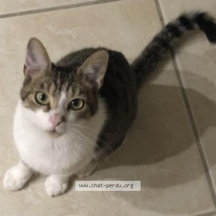 Photo 1/1 ABU Chat perdu à Saunay