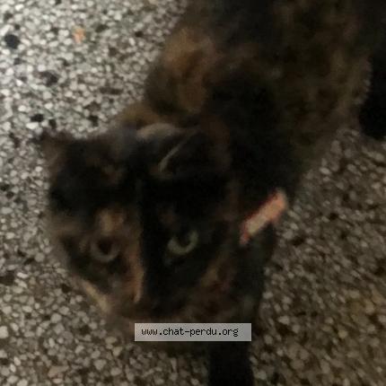 Photo 1/1 Chat retrouvé Perdu à Agen