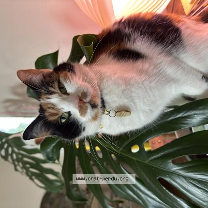 Photo de chat perdu à Morlaix