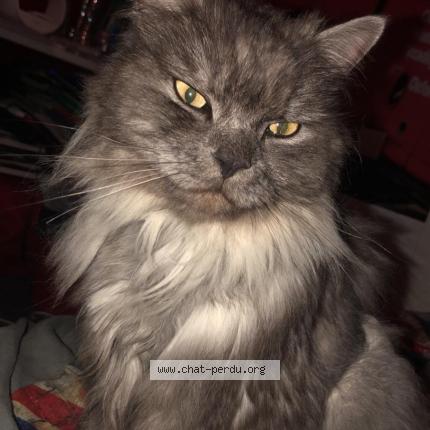 Photo de chat perdu à Guilers