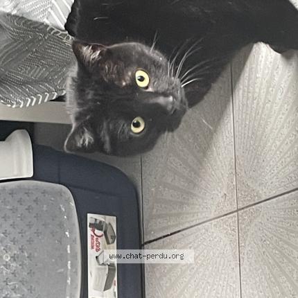 Photo de chat trouvé à Clichy Sous Bois