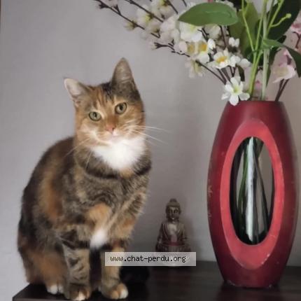 Photo 1/1 MIKOTO Chat perdu à Cantenay epinard