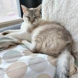 Photo de chat perdu à Fernelmont