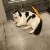 Photo de chat perdu à Ixelles