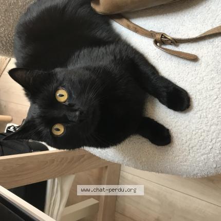 Photo de chat perdu à Rebourseaux