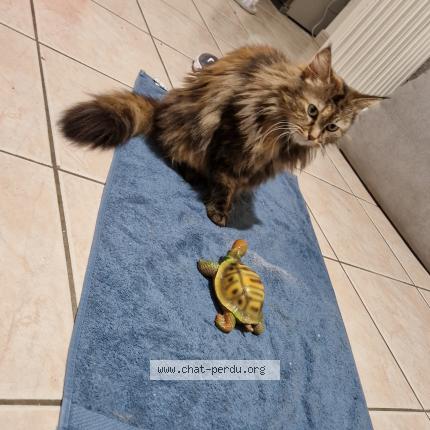 Photo 1/1 Chat retrouvé Perdu à Le Mans