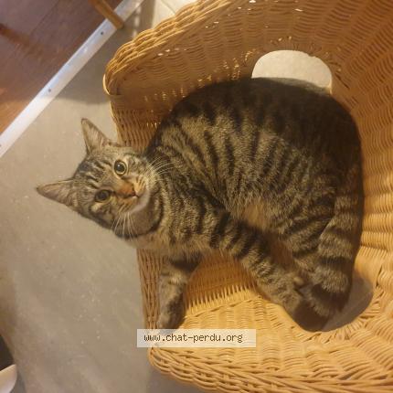 Photo 1/1 Rico Chat perdu à Rieumes