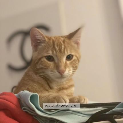 Photo de chat perdu à Barentin