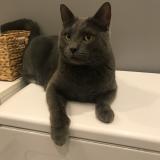 Photo de chat perdu à Le Mans