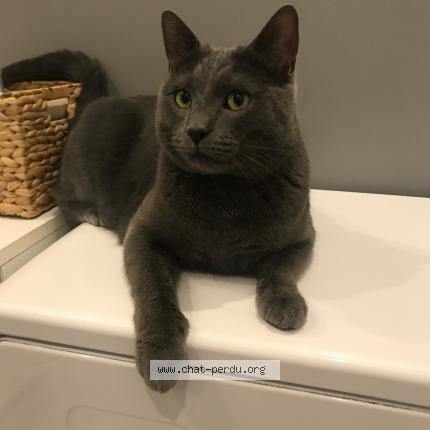 Photo 1/1 Chat retrouvé Perdu à Le mans