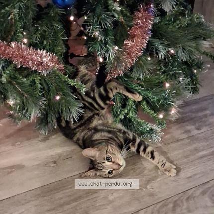 Photo de chat perdu à Roinville