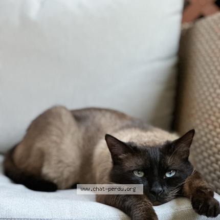 Photo 1/1 Chat retrouvé Perdu à Aix La Duranne
