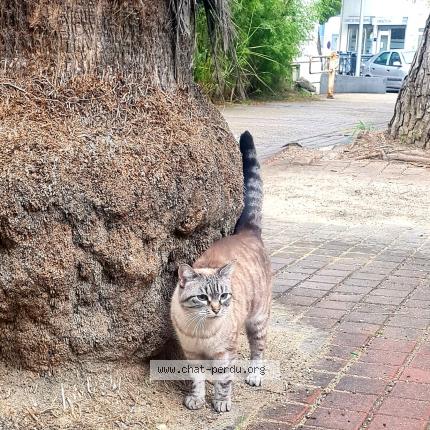 Photo de chat trouvé à Montpellier