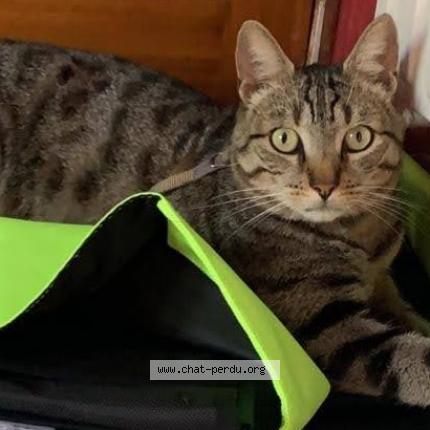 Photo de chat perdu à Argenteuil