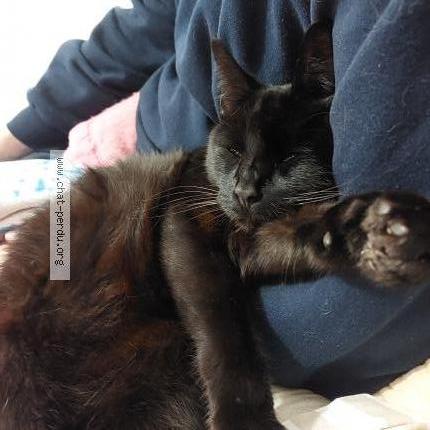 Photo de chat perdu à Marzan