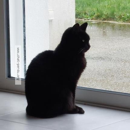 Photo 2/2 Chat retrouvé Perdu à Marzan