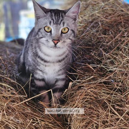 Photo de chat perdu à Maille