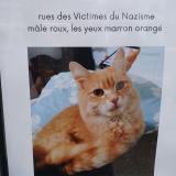 Photo de chat trouvé à Le Mans