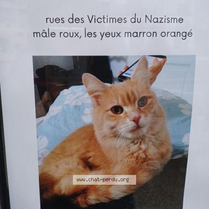 Photo 3/3 Chat retrouvé Trouvé à Le mans