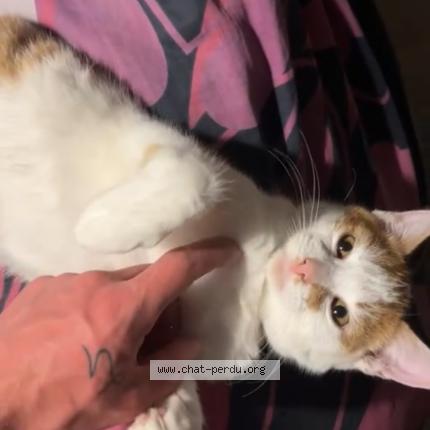 Photo de chat perdu à Maulers