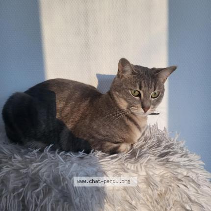 Photo 1/1 Chat retrouvé Perdu à Rennes