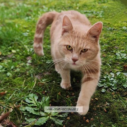 Photo de chat trouvé à Niort
