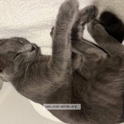 Photo 1/1 Blue Chat perdu à Villeneuve de marsan