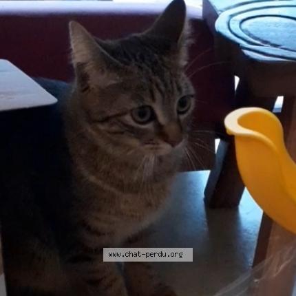 Photo 1/2 Zo&eacute; Chat perdu à Fontaine le comte