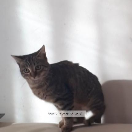 Photo 2/2 Zoé Chat perdu à Fontaine le comte