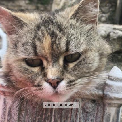 Photo 1/1 Totty Chat perdu à Le blanc