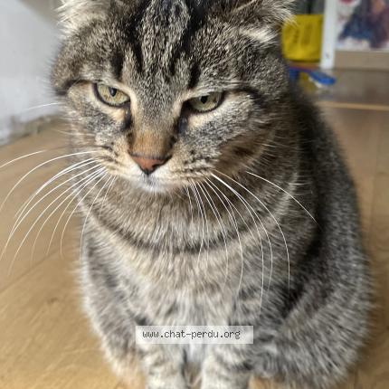 Photo 1/1 Shifou Chat perdu à Gagnac sur garonne