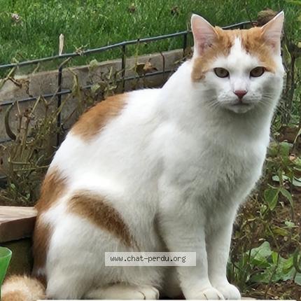 Photo de chat perdu à Les Fontenis