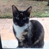 Photo de chat perdu à Soindres