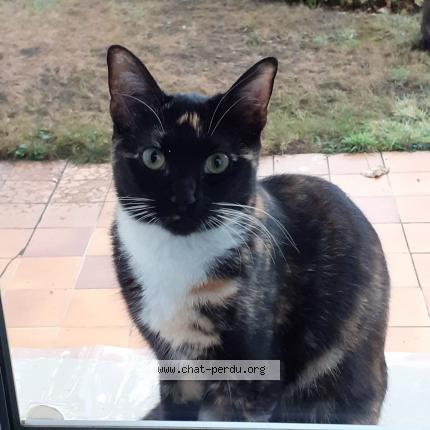 Photo 1/1 Chat retrouvé Perdu à Soindres