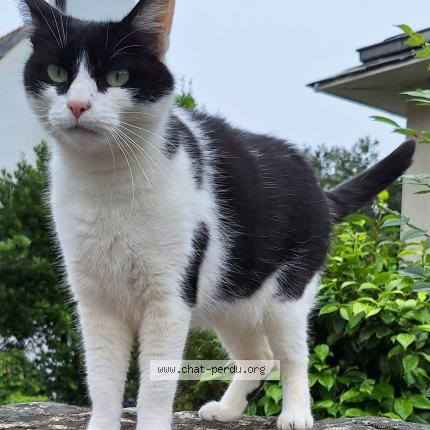 Photo de chat perdu à Brest