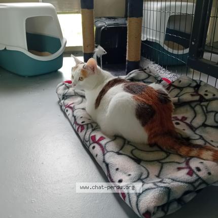 Photo de chat perdu à Foulayronnes